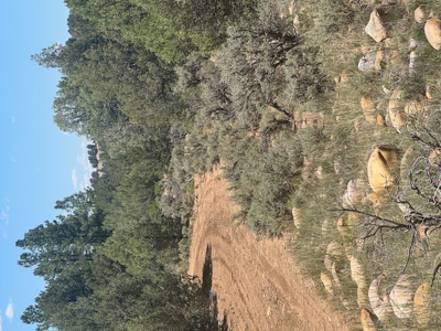 Off Grid Cabin or RV Land for Sale near Rio Chama Wildlife Area - image 4