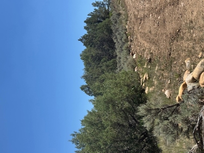 Off Grid Cabin or RV Land for Sale near Rio Chama Wildlife Area - image 3