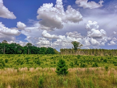 Land for Sale in Amite County, MS - image 16