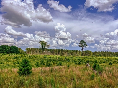 Land for Sale in Amite County, MS - image 14