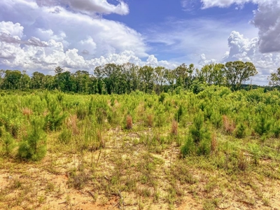 Land for Sale in Amite County, MS - image 10