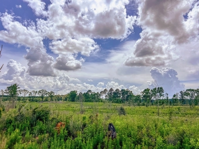 Land for Sale in Amite County, MS - image 8