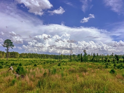 Land for Sale in Amite County, MS - image 15
