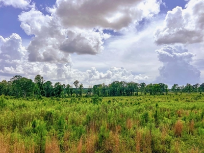 Land for Sale in Amite County, MS - image 13