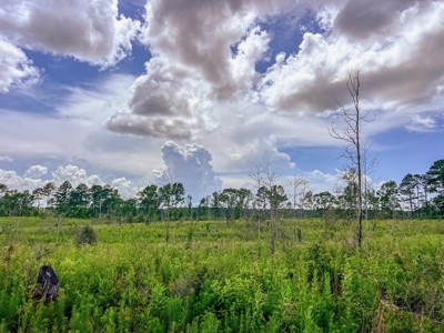 Land for Sale in Amite County, MS - image 7