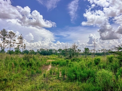 Land for Sale in Amite County, MS - image 4