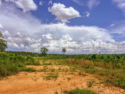 Land for Sale in Amite County, MS - image 12