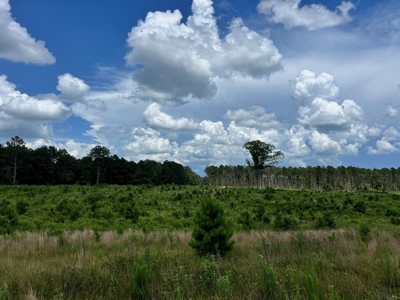Land for Sale in Amite County, MS - image 10