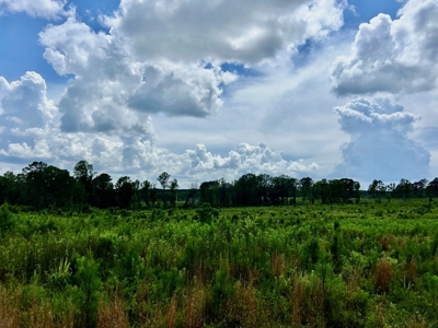 Land for Sale in Amite County, MS - image 8