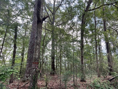 Land for Sale in Amite County, MS - image 13