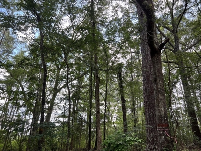 Land for Sale in Amite County, MS - image 14