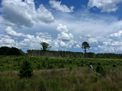 Land for Sale in Amite County, MS - image 11
