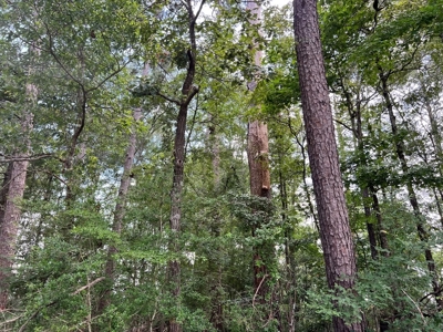 Land for Sale in Amite County, MS - image 15