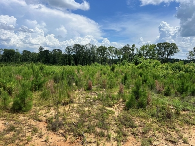 Land for Sale in Amite County, MS - image 8