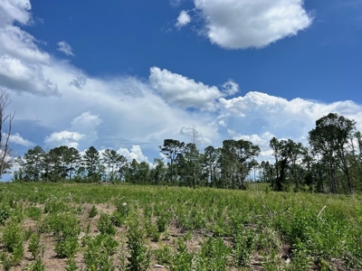 Land for Sale in Amite County, MS - image 4