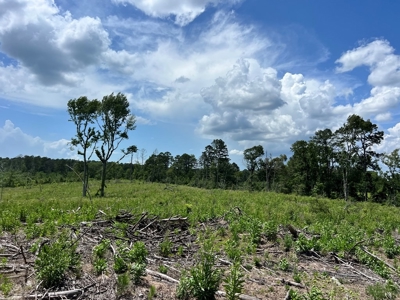 Land for Sale in Amite County, MS - image 11