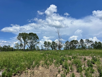 Land for Sale in Amite County, MS - image 5