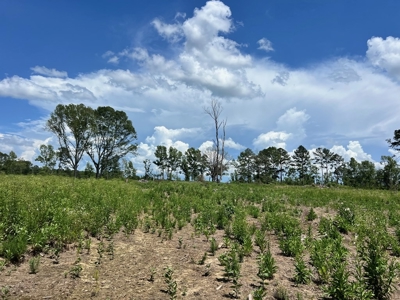 Land for Sale in Amite County, MS - image 3
