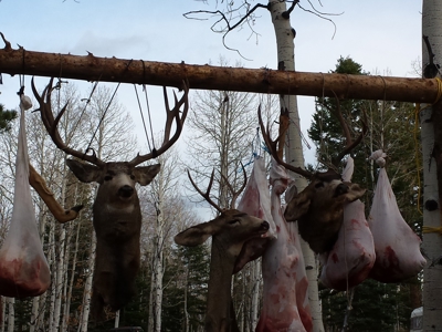 Colorado outfitting business for sale near Montrose, CO--GMU 62 - image 7