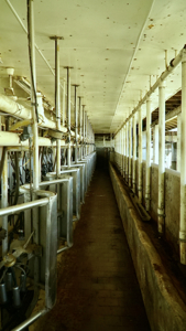 Beef Cattle Farm For Sale In Florida! - image 35