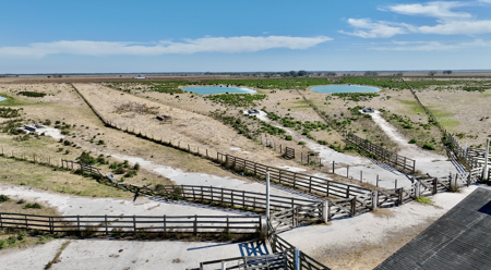 Beef Cattle Farm For Sale In Florida! - image 25