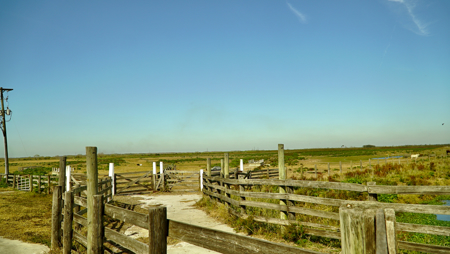 Beef Cattle Farm For Sale In Florida! - image 33