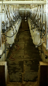 Beef Cattle Farm For Sale In Florida! - image 36