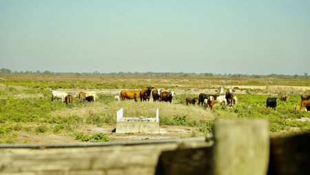 Beef Cattle Farm For Sale In Florida! - image 23