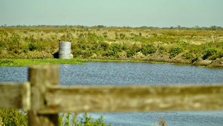 Beef Cattle Farm For Sale In Florida! - image 12