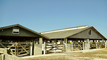Beef Cattle Farm For Sale In Florida! - image 6