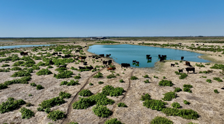 Beef Cattle Farm For Sale In Florida! - image 16
