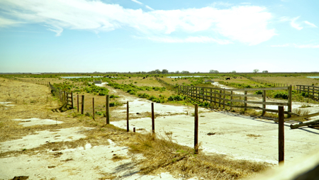 Beef Cattle Farm For Sale In Florida! - image 22