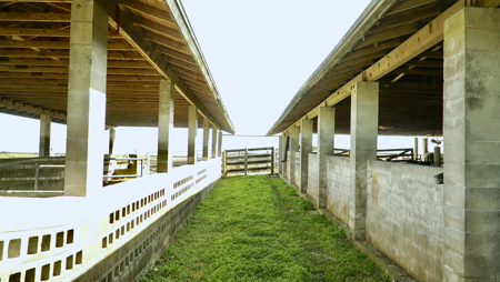 Beef Cattle Farm For Sale In Florida! - image 34