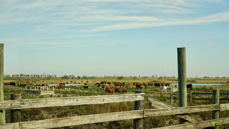 Beef Cattle Farm For Sale In Florida! - image 32