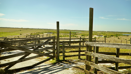 Beef Cattle Farm For Sale In Florida! - image 11