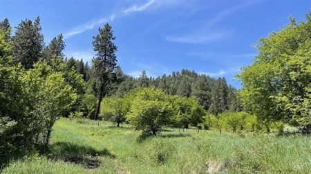 Prime Buildable Timberland for Sale in White Bird, ID - image 8