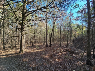 Poteau Mountain Recreational Property - Adjoining National Forest - image 9