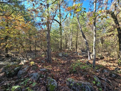 Poteau Mountain Recreational Property - Adjoining National Forest - image 2