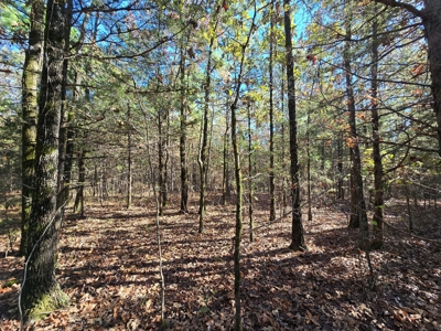 Poteau Mountain Recreational Property - Adjoining National Forest - image 7