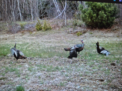 Maine Hunting and Recreational Timberland for Sale - image 35