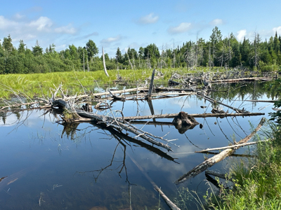 Maine Hunting and Recreational Timberland for Sale - image 25