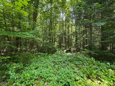 Maine Hunting and Recreational Timberland for Sale - image 17