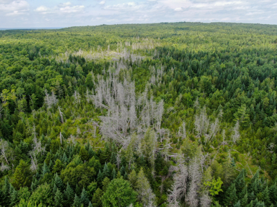 Maine Hunting and Recreational Timberland for Sale - image 6