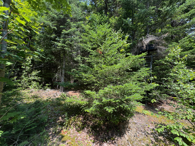 Maine Hunting and Recreational Timberland for Sale - image 15