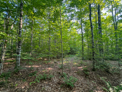 Maine Hunting and Recreational Timberland for Sale - image 32