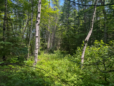Maine Hunting and Recreational Timberland for Sale - image 20