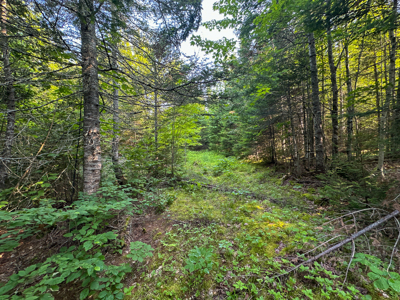 Maine Hunting and Recreational Timberland for Sale - image 23