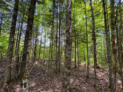Maine Hunting and Recreational Timberland for Sale - image 18