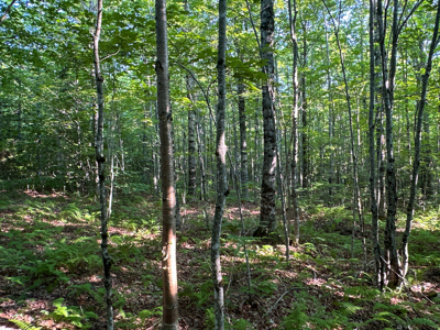 Maine Hunting and Recreational Timberland for Sale - image 31