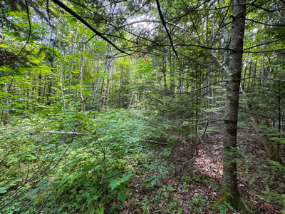 Maine Hunting and Recreational Timberland for Sale - image 21